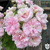 Pelargonium 'TA Anasteisha' - Pelargoon 'TA Anasteisha' P9/0,55L